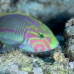 wrasse_klunzingers_elp_si_h_0506_egy2237.jpg